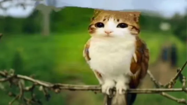 Carte meme Meowl
