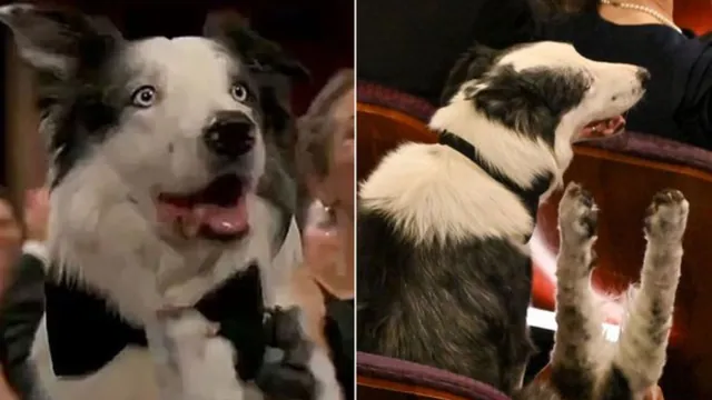 Messi (Anatomy Of A Fall Dog) Clapping At The 2024 Oscars meme card