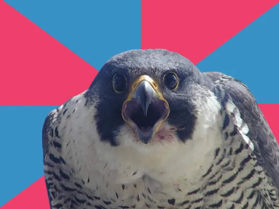 Carte meme Millennial Falcon