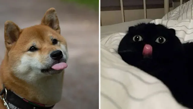 Mlem meme card
