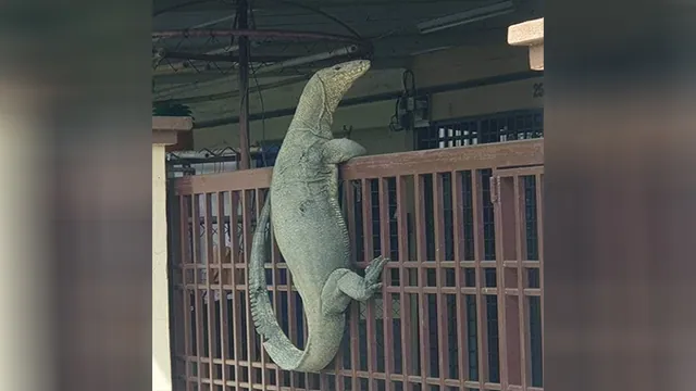 Monitor Lizard On The Fence meme card
