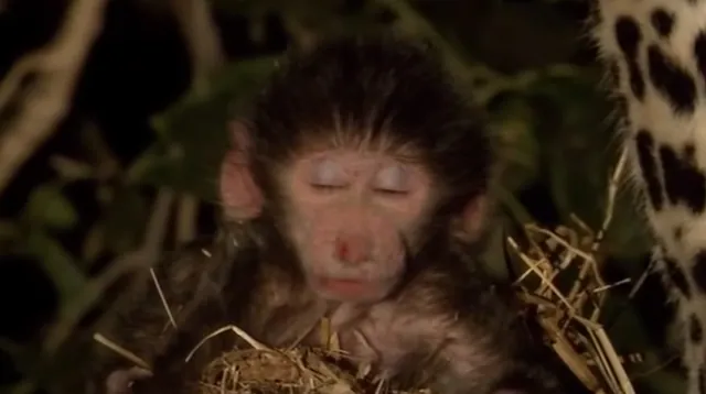 Carte meme Monkey Accepting Its Fate