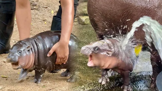 Moo-Deng the Baby Hippo meme card