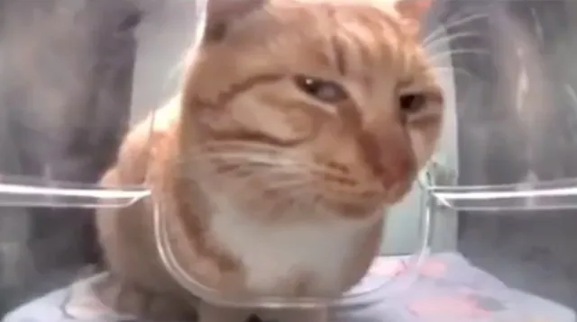 Carte meme Mr. Fresh / Side Eye Cat