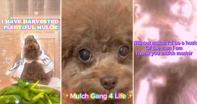 Mulch Gang for Life meme card