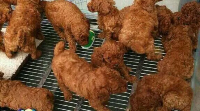 My Fatass Thought This Was Fried Chicken meme card