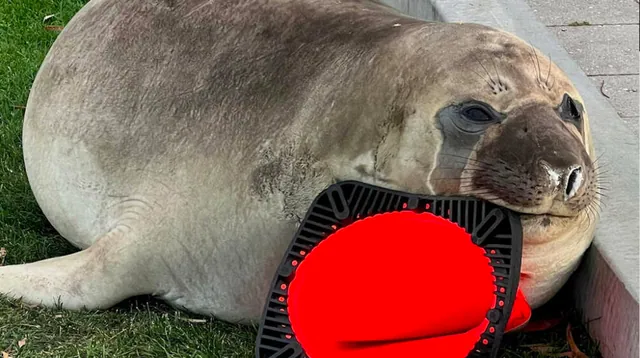 Neil the Seal meme card