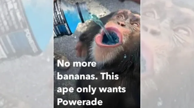 No More Bananas. This Ape Only Wants Powerade meme card