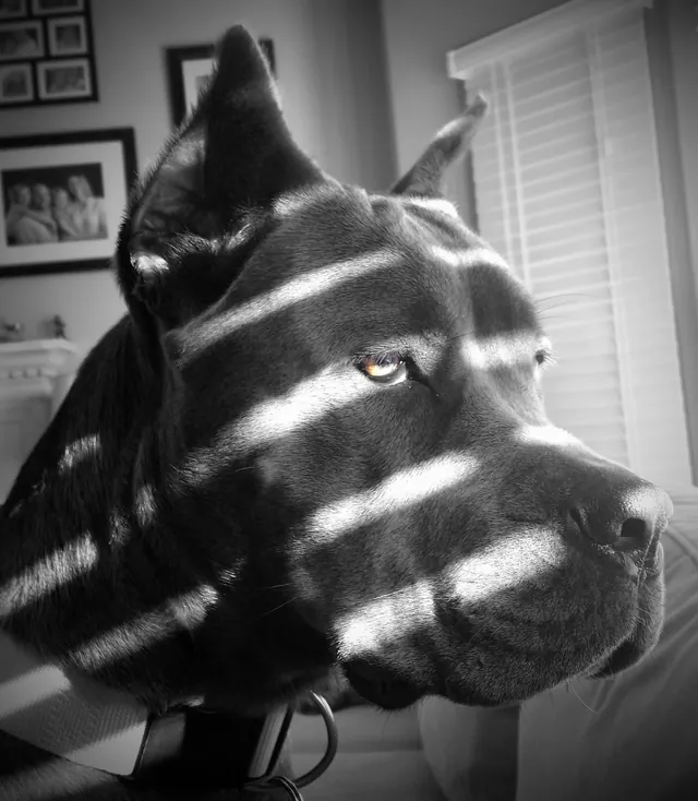 Noir Dog meme card