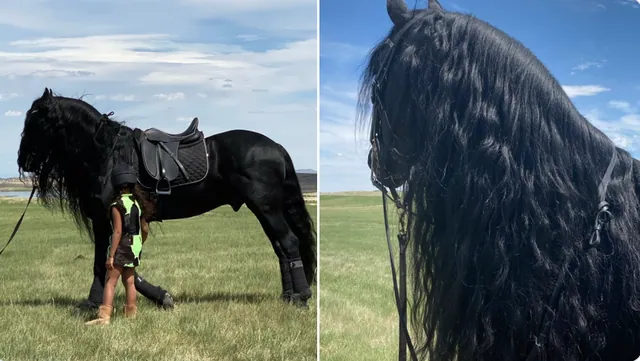 North West's Friesian Horse meme card
