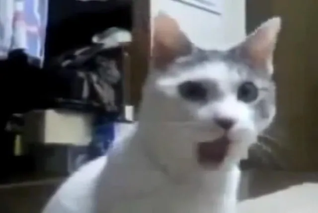Carte meme OMG Cat