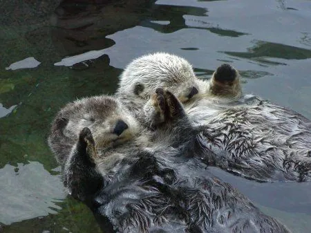Otters Holding Hands meme card