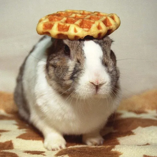 Carte meme Pancake Bunny — Full Art