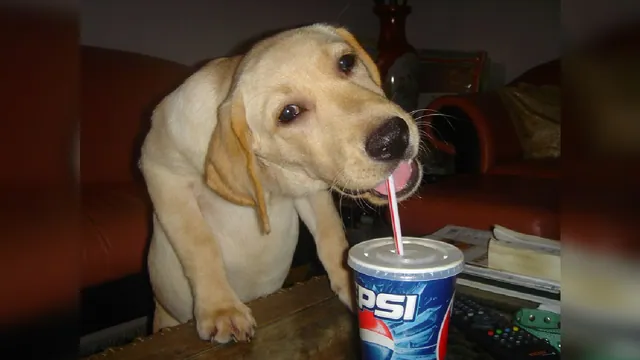 Pepsi Dog meme card