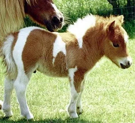Meme Petit poney