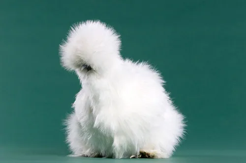 Carte meme Peyton’s Fluffy Chicken