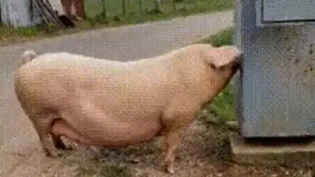 Carte meme Pig Electrocuted GIF / Exploding Pig