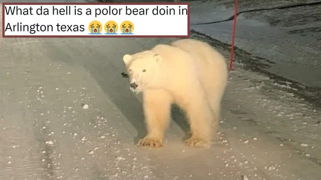 Carte meme Polar Bear In Arlington Texas