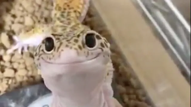Polite Lizard meme card