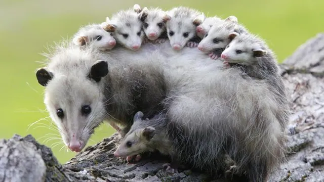 Carte meme Possums