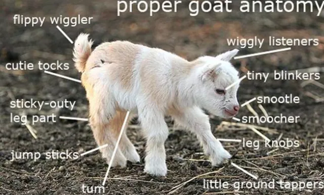 Proper Anatomy meme card
