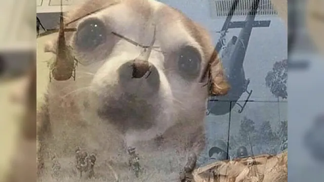 PTSD Chihuahua meme card