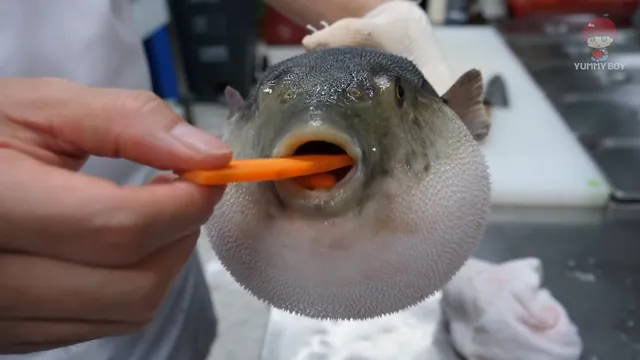 Pufferfish Eating a Carrot meme card