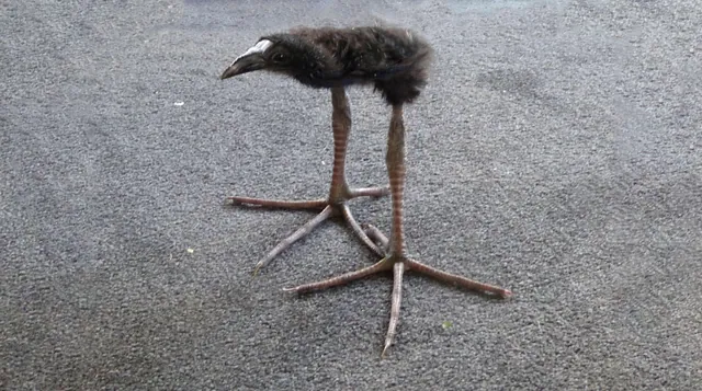 Carte meme Pūkeko