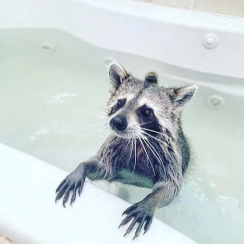 Pumpkin the Raccoon meme card