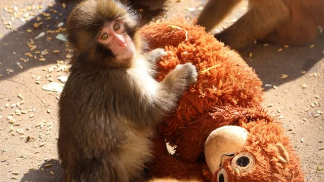 Carte meme Punch the Monkey (Ichikawa City Zoo)