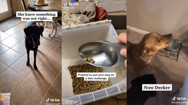 Carte meme Put Your Dog On A Diet Challenge