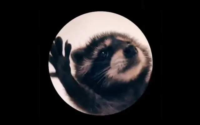 Carte meme Raccoon Dancing in a Circle / « Pedro Pedro Pedro »