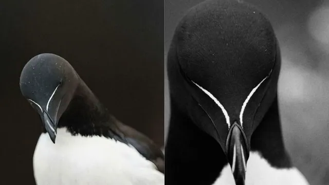 Carte meme Razorbill (Cuntimal)