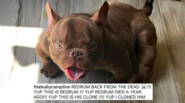 REDRUM BACK FROM THE DEAD meme card
