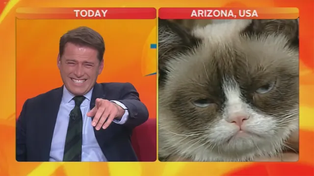 Reporter Laughing at Cat meme card