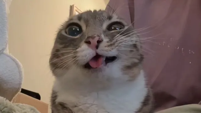 Carte meme Rigby the Cat