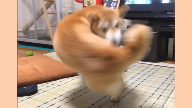 Carte meme Right-Hook Dog