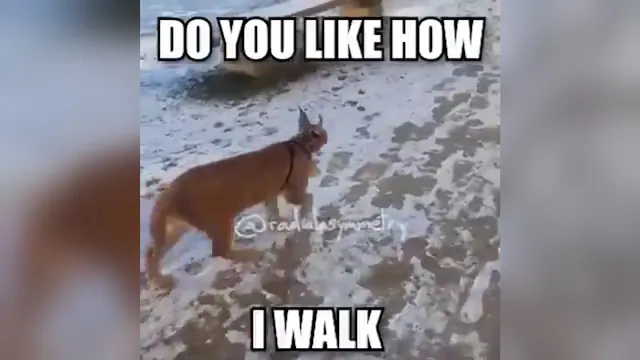 Ruler of Everything / Do You Like How I Walk? meme card