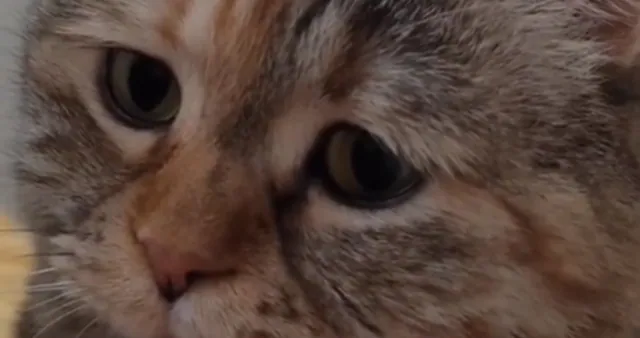 Carte meme Sad Cat Meowing