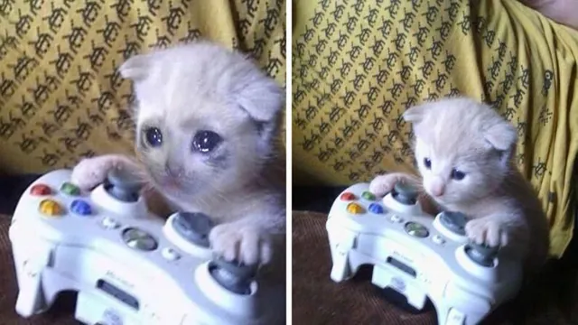 Carte meme Sad Gaming Cat / Cat On Xbox