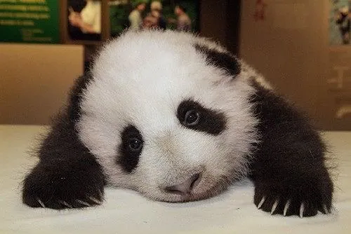 Carte meme Sad Panda