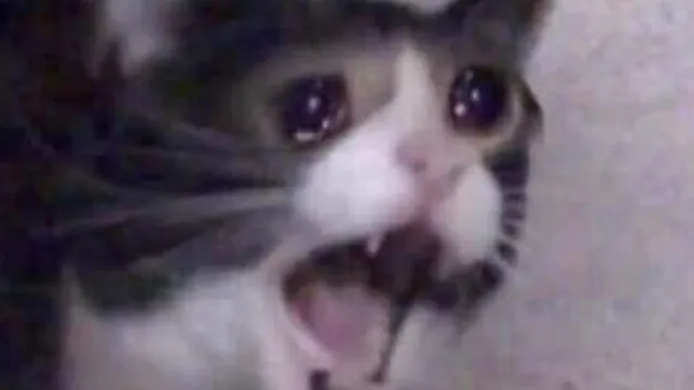 Carte meme Screaming Cat