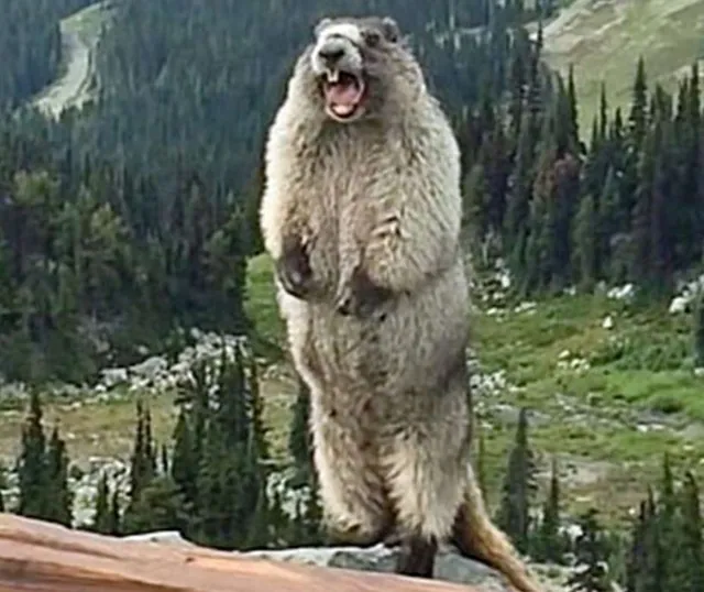 Carte meme Screaming Marmot