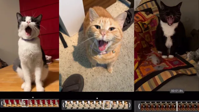 Carte meme Scroll Bar Singing Cats