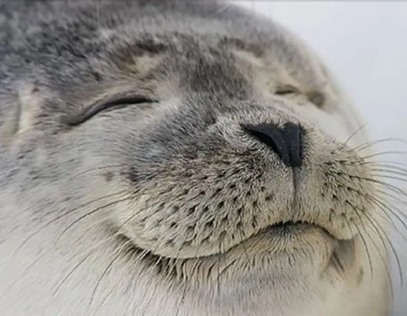 Carte meme Seal of Approval