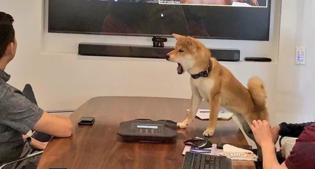 Carte meme Shiba Inu Barking in an Office Meeting