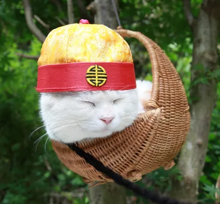 Shironeko / Basket Cat meme card