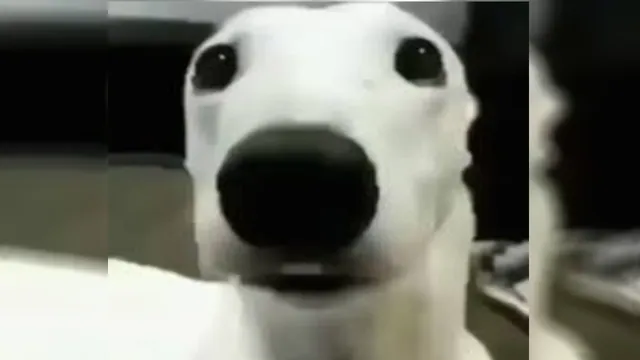 Carte meme Shivering Dog / Chattering Teeth