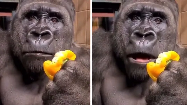 Carte meme Shocked Gorilla / Confused Gorilla Eating Yellow Pepper