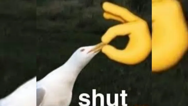 Carte meme Shut Seagull